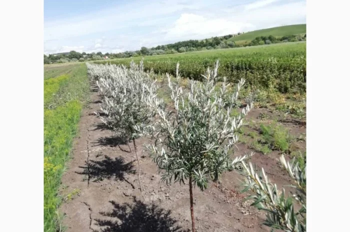 Саджанці обліпихи. Клара, Мара, Дора, Єва, Лейкора- фото № 3