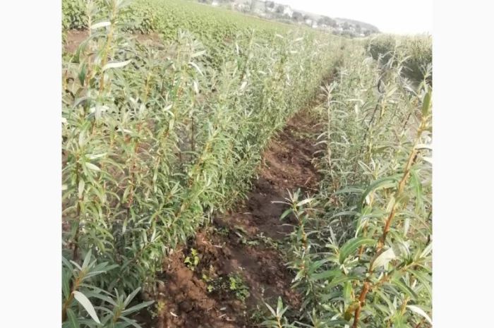 Саджанці обліпихи. Клара, Мара, Дора, Єва, Лейкора- фото № 8