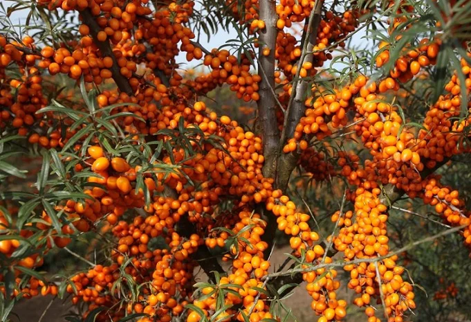 Облепиха крупноплодная бесшипная саженцы дешево- фото № 1