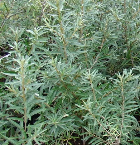 Облепиха крупноплодная бесшипная саженцы дешево- фото № 2