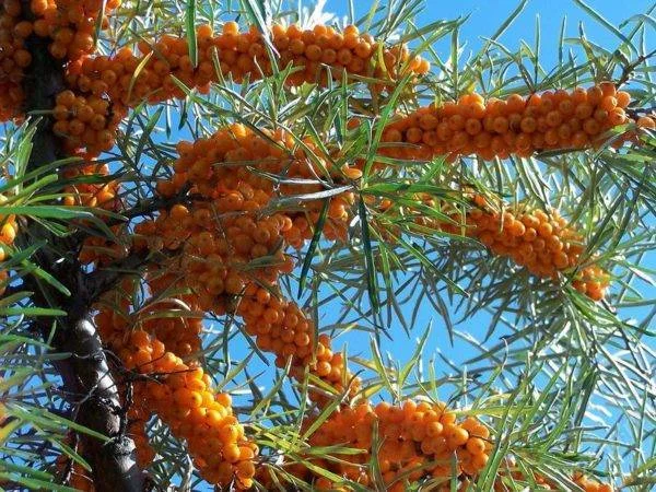 Облепиха крупноплодная бесшипная саженцы дешево- фото № 5