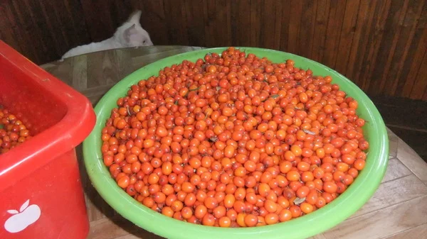 Саженцы облепихи крупноплодной бесшипной недорого- фото № 8