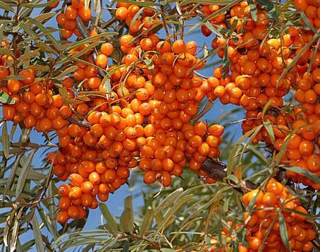 Облепиха самоопыляемая крупноплодная бесшипная саженцы дешево- фото № 1