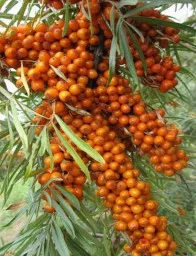 Облепиха самоопыляемая крупноплодная бесшипная саженцы дешево- фото № 2