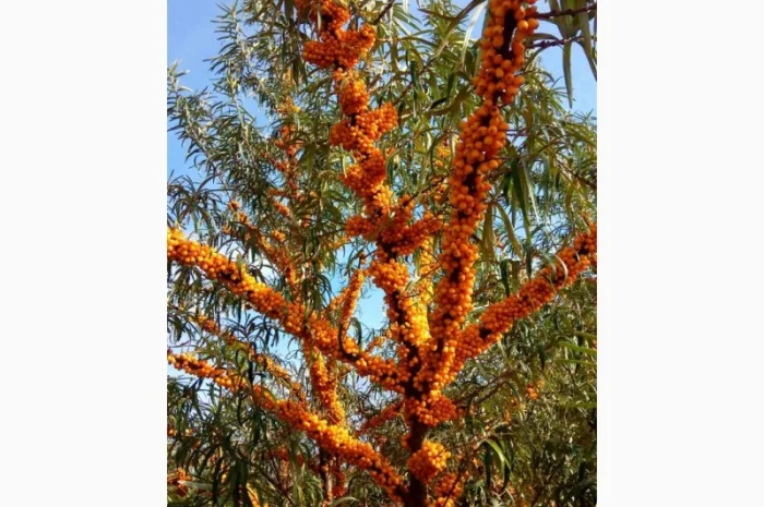 Саджанці обліпихи/облепихи- фото № 1