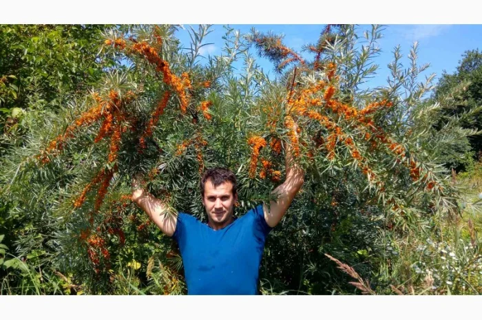 Саджанці обліпихи/облепихи- фото № 2