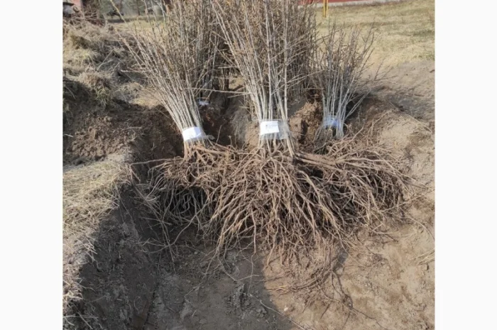 Саджанці обліпихи/облепихи- фото № 3