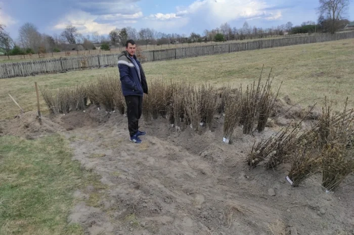 Саджанці обліпихи/облепихи- фото № 4