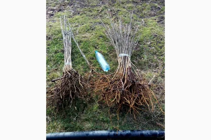 Саджанці обліпихи/облепихи- фото № 5