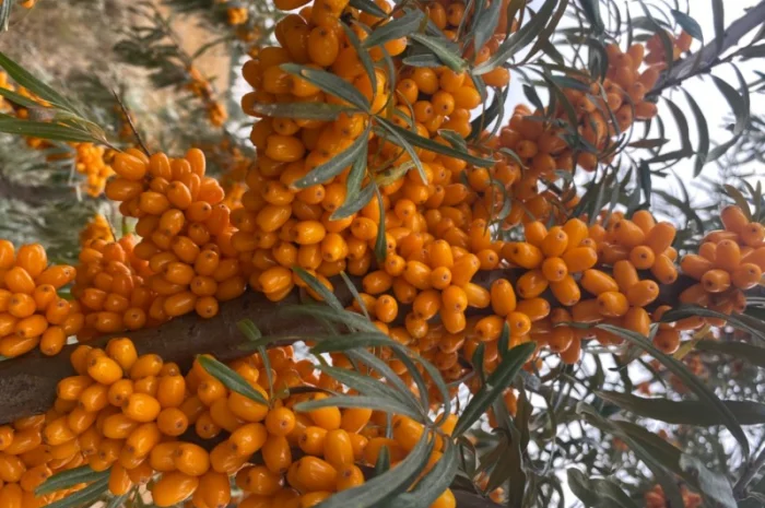 Продам саджанці обліпихи- фото № 1