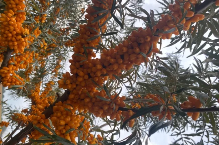 Продам саджанці обліпихи- фото № 2