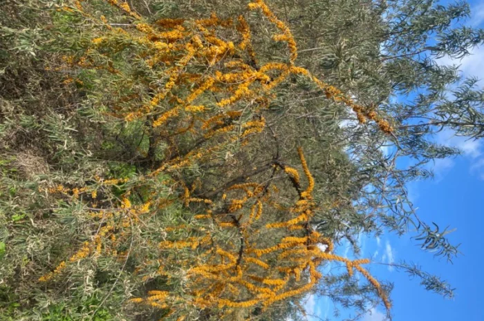 Продам саджанці обліпихи- фото № 4