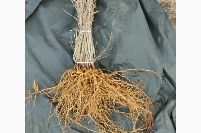 Саджанці обліпихи (української)- фото № 2