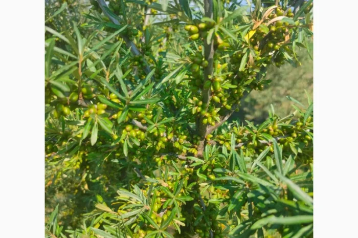 Саджанці обліпихи (української)- фото № 3