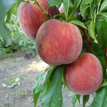 Саженцы персика и нектарина качественные саженцы большой выбор сортов- фото № 5