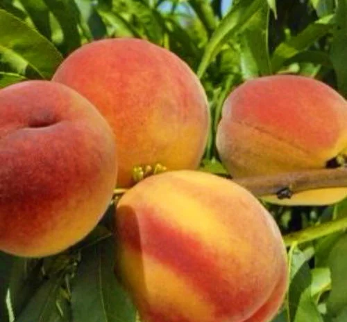 Саженцы персика и нектарина качественные саженцы большой выбор сортов- фото № 1