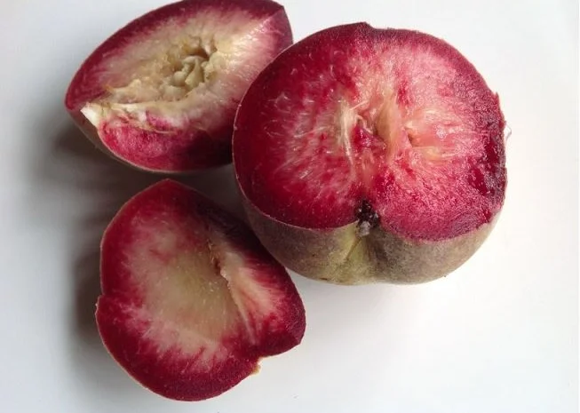 Саженцы персика и нектарина качественные саженцы большой выбор сортов- фото № 6