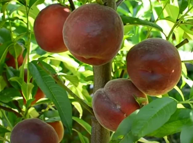 Саженцы персика и нектарина качественные саженцы большой выбор сортов- фото № 7