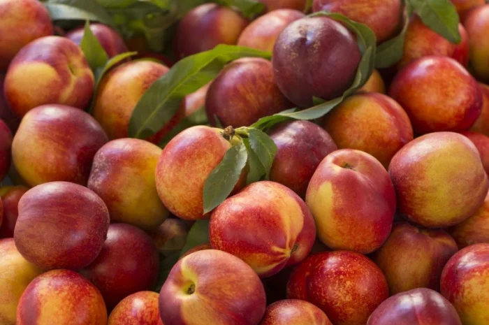 Саженцы персика и нектарина качественные саженцы большой выбор сортов- фото № 8