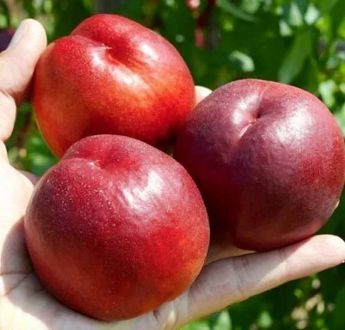 Саженцы персика и нектарина качественные саженцы большой выбор сортов- фото № 9
