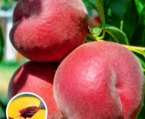 Саженцы персика и нектарина качественные саженцы большой выбор сортов- фото № 2