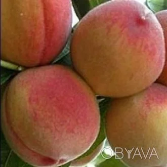 Саджанці плодових дерев Персика- фото № 2