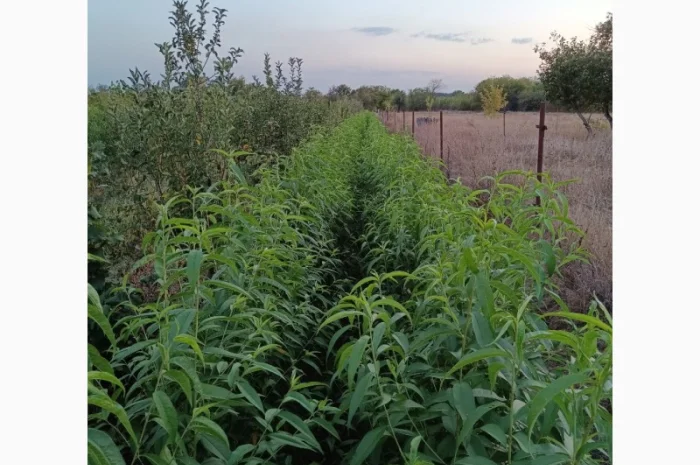 Персик Хасанский- фото № 6