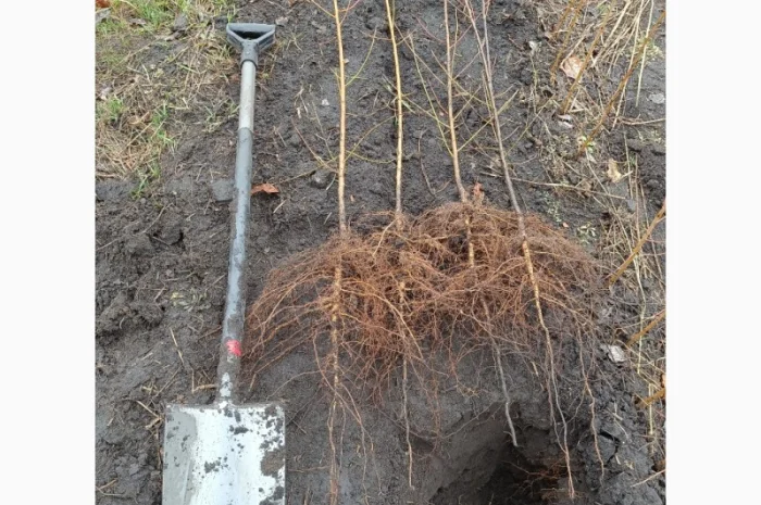 Персик Хасанский- фото № 7