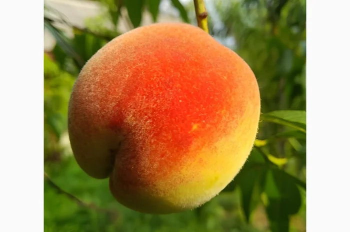 Персик Хасанский- фото № 8