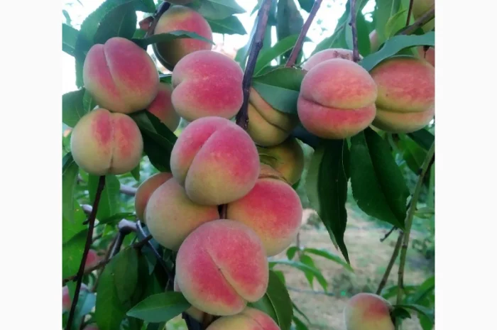 Персик Хасанский- фото № 1