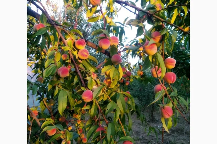 Персик Хасанский- фото № 2