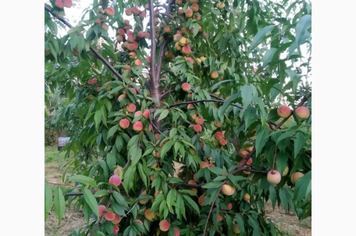 Персик Хасанский- фото № 3