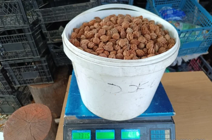 Персик Хасанский- фото № 5