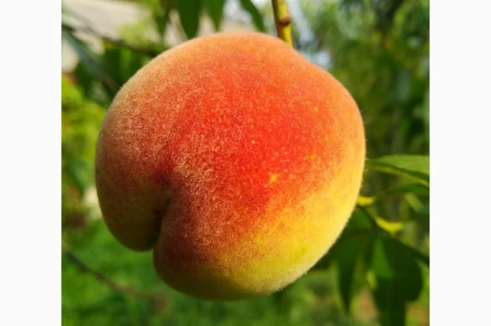 Персики сеянцы:Маньчжурский, Хасанский, Раконевецкий- фото № 1