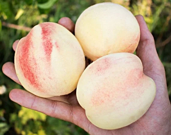 Ексклюзив! Саджанці Персика білий з темно-рожевим бочком "Білий король"- фото № 1