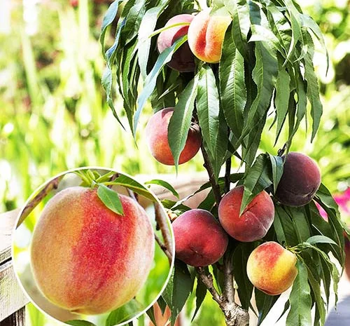 Саджанці Персика колоновидного "Еліс Кол" (високоврожайний)- фото № 1
