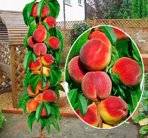 Саджанці Персика колоновидного "Еліс Кол" (високоврожайний)- фото № 2