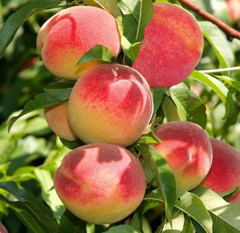 Саджанці Персика колоновидного "Еліс Кол" (високоврожайний)- фото № 3