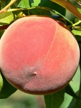 Саженцы персиков, уже сегодня в продаже- фото № 3