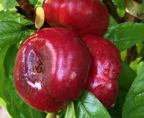 Саженцы персиков, уже сегодня в продаже- фото № 6