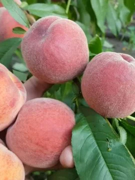 Саженцы персика 2 летние 3шт.-420гр- фото № 3