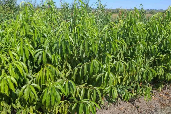 Саженцы Нектаринов- фото № 1