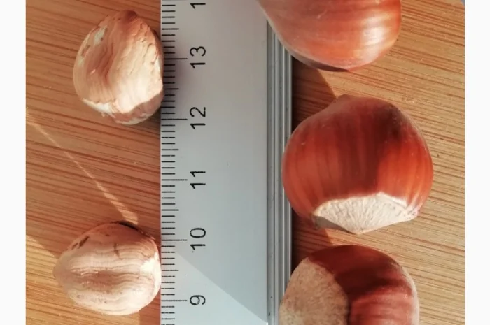 Дворічні саджанці фундука Каталонський, вкс- фото № 1