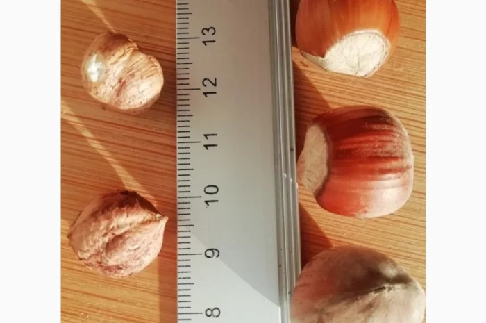 Фундук Тонда Джентіле Делле Ланге, дворічні саджанці- фото № 1