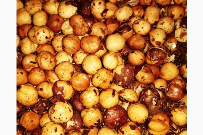 Фундук Тонда Джентіле Делле Ланге, дворічні саджанці- фото № 2