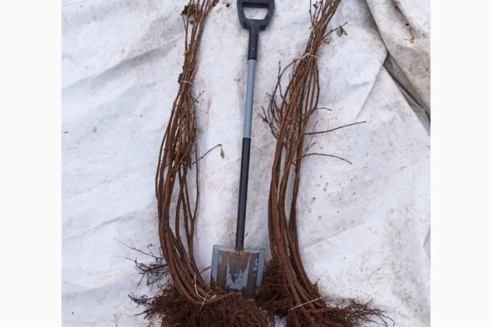 Фундук Тонда Джентіле Делле Ланге, дворічні саджанці- фото № 3