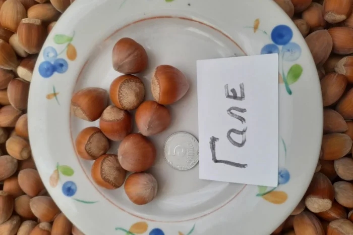 Фундук саджанці- фото № 1