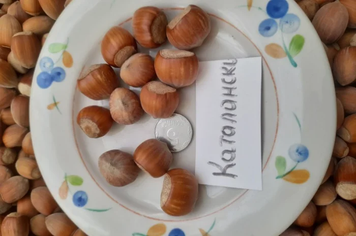 Фундук саджанці- фото № 2