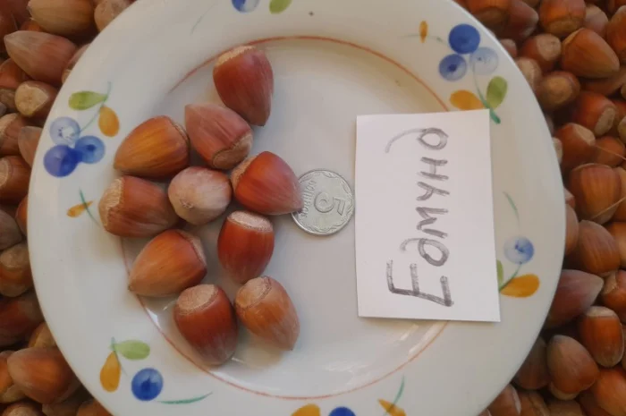 Фундук саджанці- фото № 3