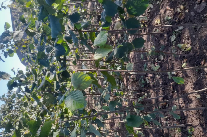 Фундук саджанці- фото № 4